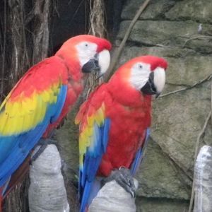 Meet your Posher, Elided